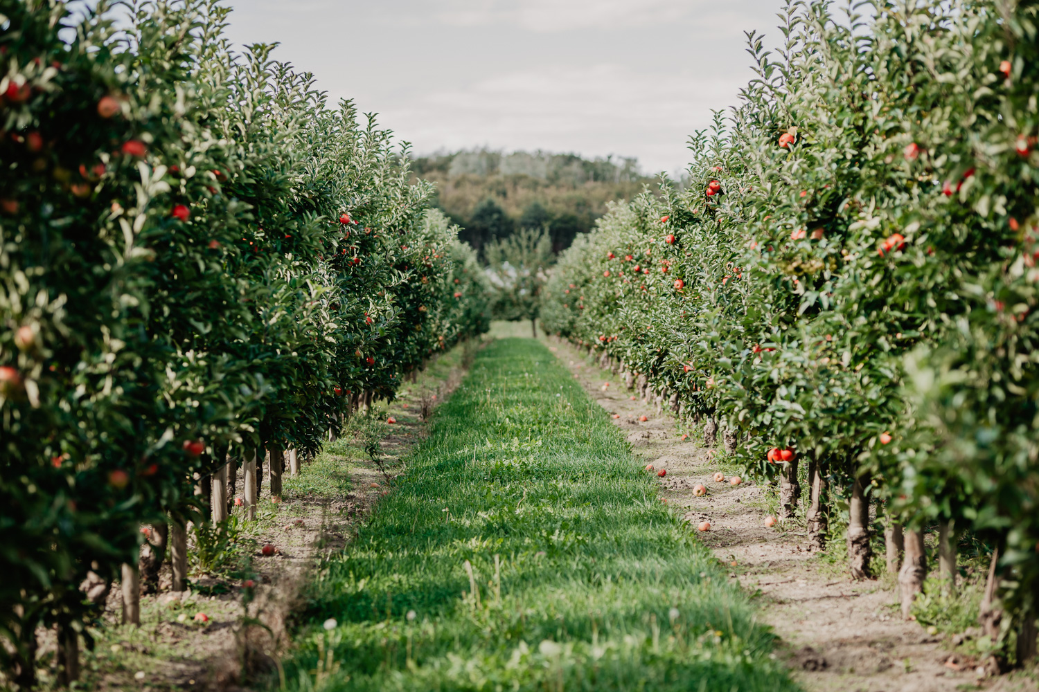 Food- & Stilllife Fotografie