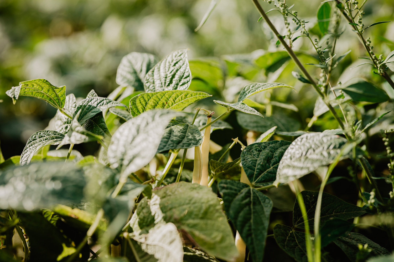 Food- & Stilllife Fotografie