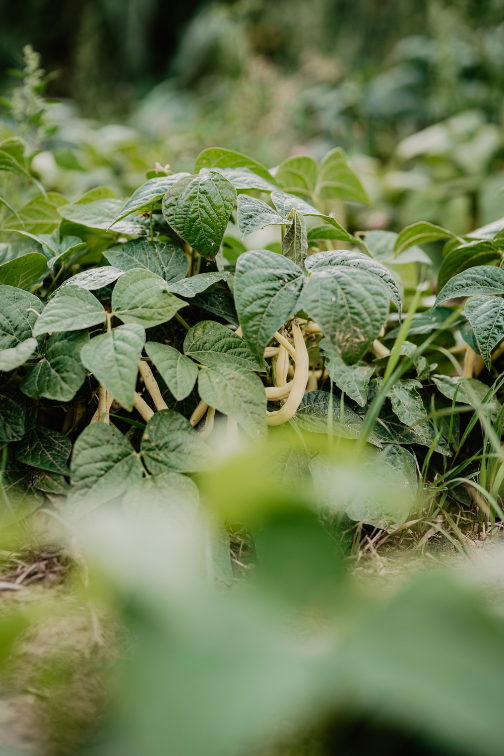 Food- & Stilllife Fotografie