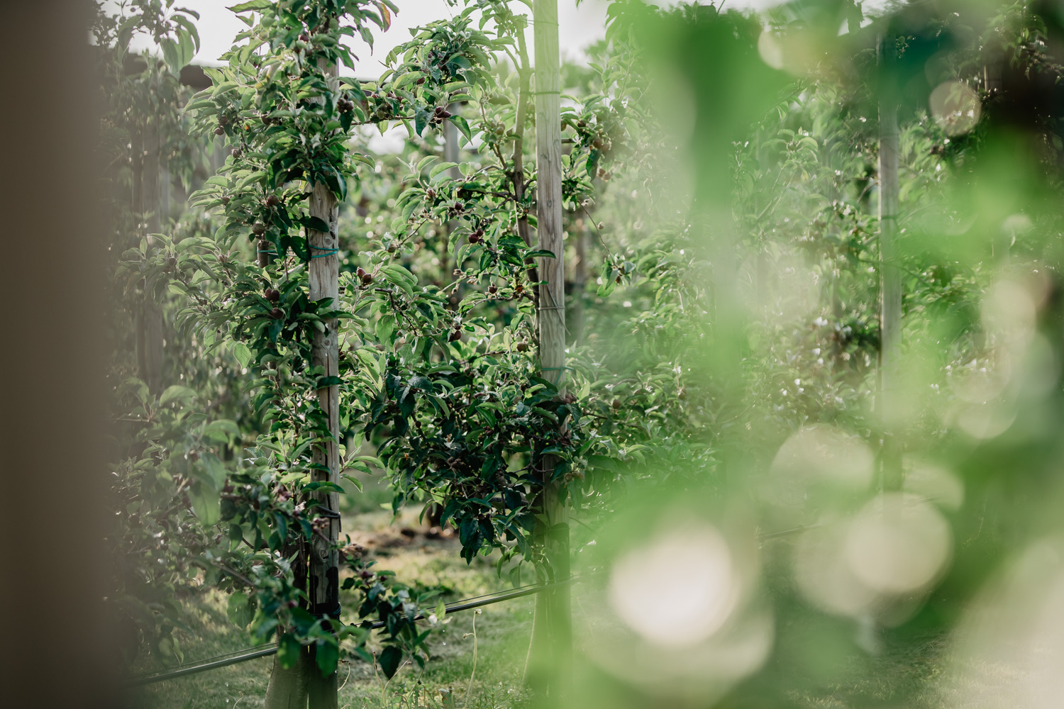 Food- & Still-life-Fotografie